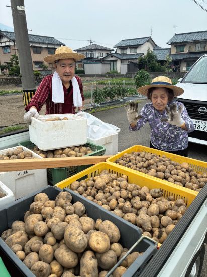 軽トラいっぱいのジャガイモを収穫