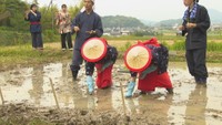 大学生が「中世の稲作」を研究 早乙女姿で田植え、機械や化学肥料使わず栽培へ 香川