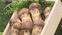 1箱18万6300円 岡山県産マツタケがデパートに初入荷「宝くじ当たったら買います」 岡山市