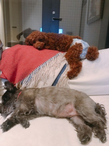 自宅ソファでくつろぐ2匹。ヴィヴィアンはトイレトレーニング中