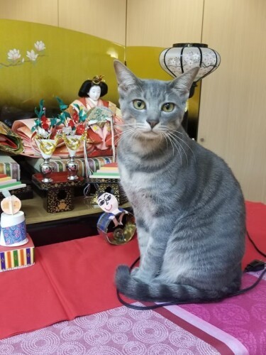 おひな様の前でポーズするあさひ。「ここのおうちの猫は、ホームズ、マネ、ミレー、そして僕ら3兄弟と、代々男子なんだよ」