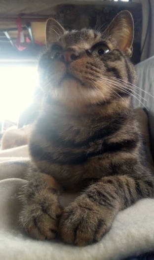 いつもきちんとお手々を揃えて、お行儀のよいアル。このもったりとしたマズルがチャームポイントなんです!