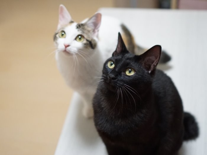 何をみているのかな?黒い毛が綺麗な「ゆず」と「あんず」