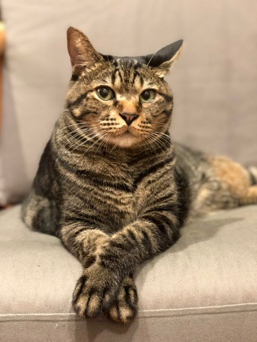 「ポーズばっちり、腫瘍手術後の経過もばっちり」(千鶴子さん提供)