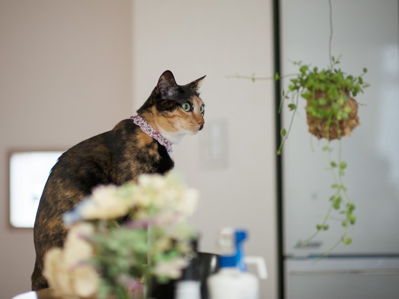 「この首輪いいでしょ。うちのお姉ちゃんが作ってくれたの」(小林写函撮影)