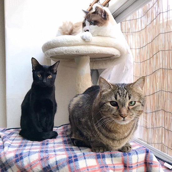 “猫望”の厚いごまのもとにはいつも猫たちが集まる(チャオコさん提供)