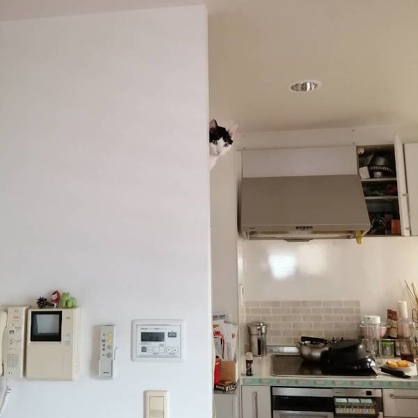 かくれんぼ!どこにいるか分かるかにゃ