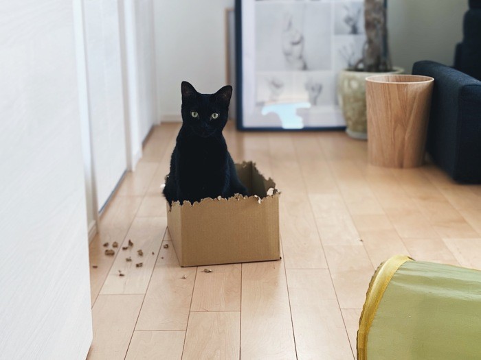 2歳のお誕生日。朝から遊んであげるとテンションがあがって段ボールを引きちぎった(佳代子さん提供)