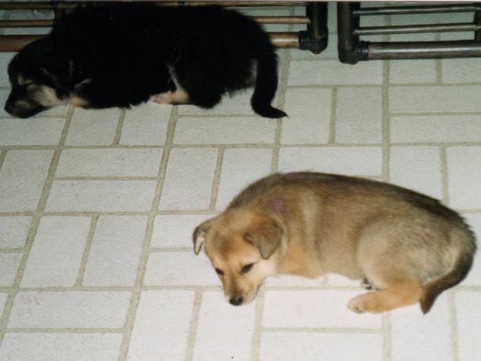 どこでも寝ちゃう