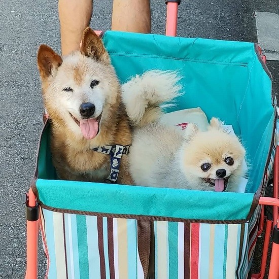 ポンちゃんと一緒に満面の笑顔で(ゆき子さん提供)