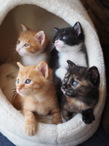 子猫の命を未来へつなぐ ミルクボランティア(きむらかおり撮影、「猫にひろわれた話」より、辰巳出版提供)