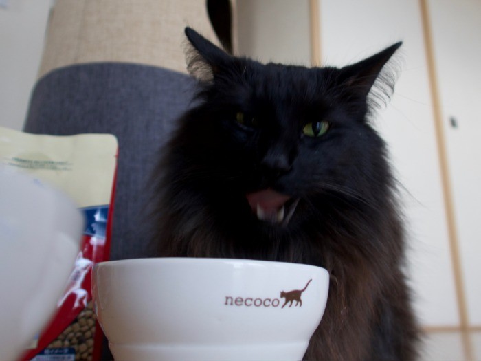 完食後、満足そうに顔を上げたマロン