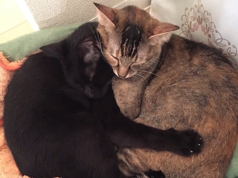 「くろ」は「あたし」をぎゅっとしてくれた (河野さん提供)