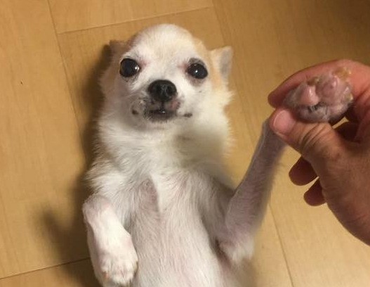 犬猫の健康のため「飼い主がホームドクターに」 食事療法の師範のススメ