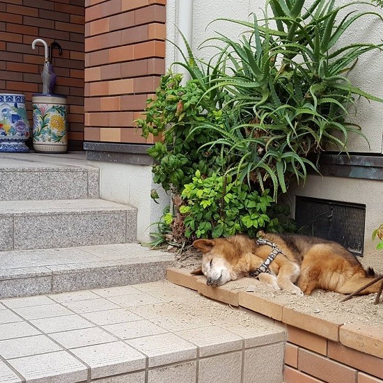玄関横でお昼寝するのがお気に入りだったロン。今はここにお花が植えられている。「ロン、どうしてるのかなぁ 天国でおばあちゃんに逢えたかなぁ」(ゆき子さん提供)