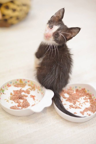 他のきょうだいに比べ、食への執着心はなかったけれど、後にれもんに触発され、よーく食べるように。れもんは神!(写真提供:犬丸美絵)