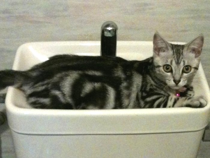 おヒメ様、どこにはまってるの?