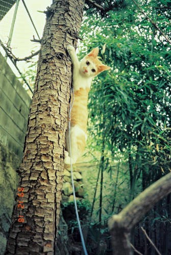 生後5か月のころのだい。突然木に飛びついて登っていきました