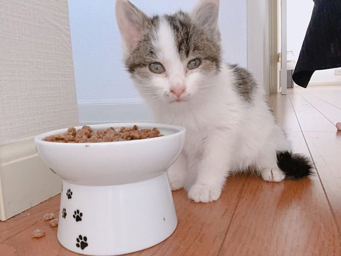 小さいけどもりもり食べるよ