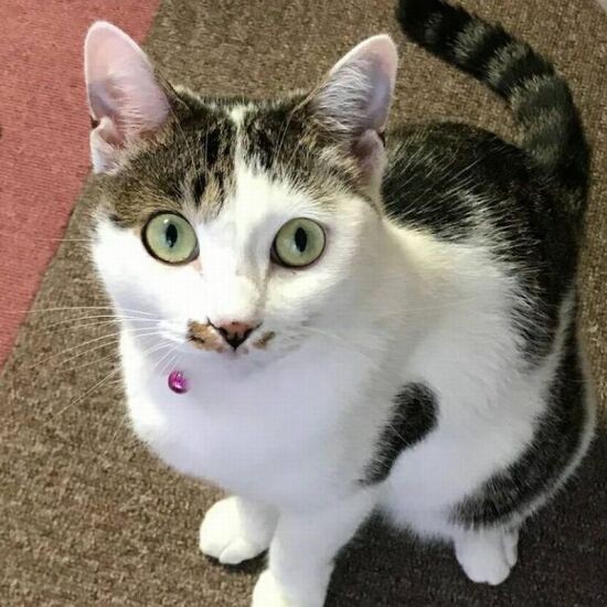 紅一点のこまりは、蝶よ花よと家族に愛され育った。「私オブスでなく、美猫よね」(えり子さん提供)