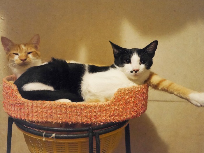 同じく、外でひとりぼっちで救いを求めていた喜市くんと、仲良く成長(古山さん提供)