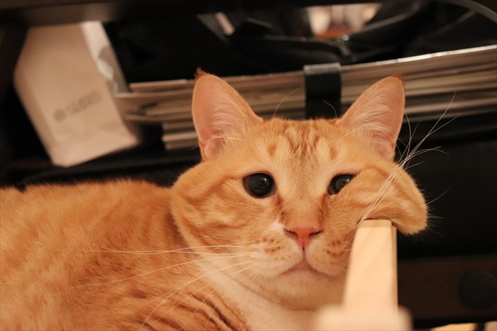 おふとりさま ぐっぴー(さきとも撮影、「猫にひろわれた話」より、辰巳出版提供)