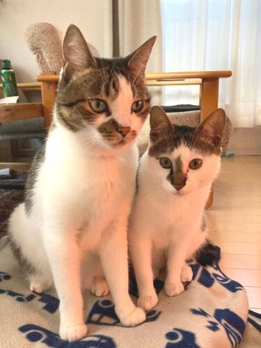 兄弟のようなカブ(左)とレモン(真美さん提供)