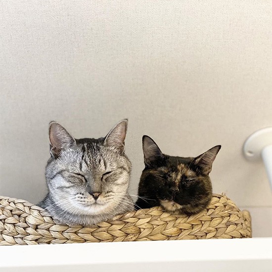 なつめちゃんと一緒に瞑想中