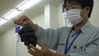 ニューピオーネの出来栄えを競う共進会 岡山・真庭市