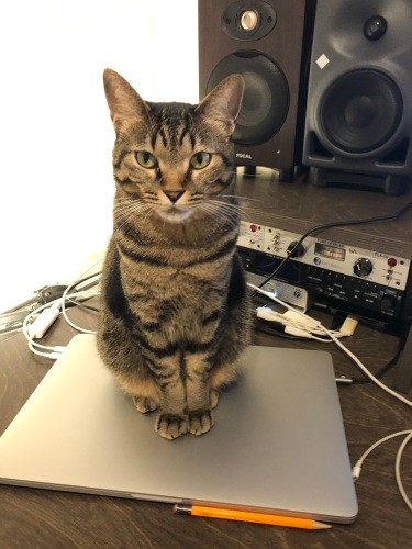 「はよ遊んでかまってや」眼光鋭く、スピーカーからの重低音もお構いなし(Shingo Suzukiさん提供)