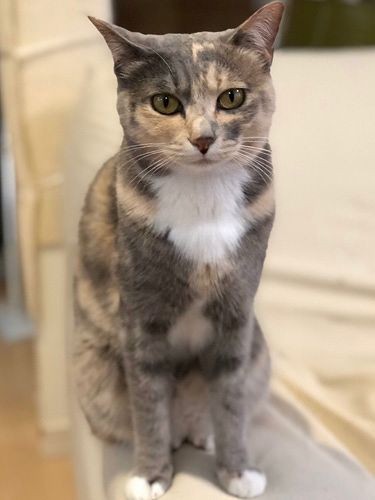 妹分のソフィちゃん、雰囲気がはっぴーと似ているね。ソフィも「にゃんぱく宣言」のCM出演中。