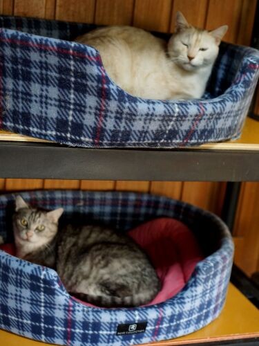 2階の金太郎とごまは13歳の兄妹。近所の人が保護してしばらく面倒を見ていたが(犬も飼っていたため)お願いされて美香さん宅で飼うことになった