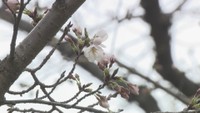 岡山市で桜が開花 前年より2日早く 満開日は例年より少し遅れる予想