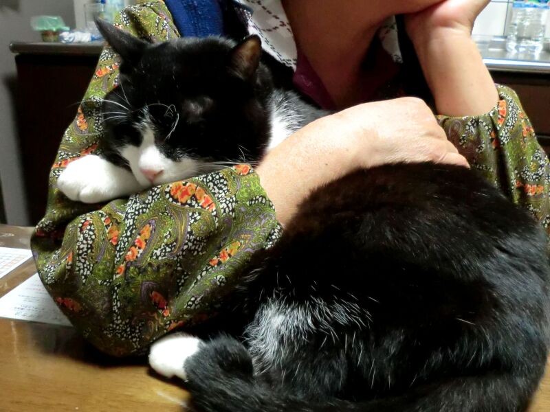 「ベル君、うちに来てくれてありがとう。ただ今、虹の橋は通行止めよ、もう少しおうちにいてね……」(佐藤さん提供)