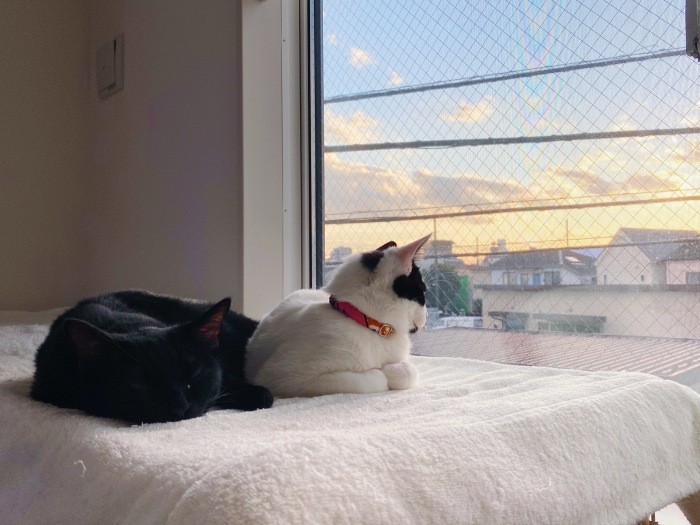 いつかの日のたそがれニャンたち。「今日もいい一日でした」(佳代子さん提供)