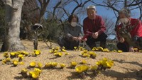 知人からもらった1株を大切に育てて約1000株に!庭先で咲き誇るフクジュソウが人気 岡山・新見市