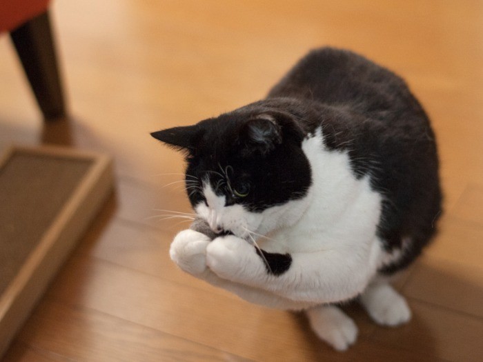 「キャ〜チ!もふもふ」(小林写函撮影)