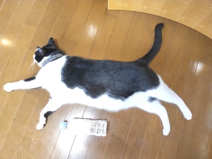 いちばん大きくなったハヤテ君。「ペットボトルが小さく見える?僕はパパのひざに乗るのが好き」(ハヤテのパパ提供)