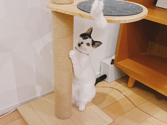 ににちゃん、自分を可愛いと知ってるな。「ええ、もちろん」(佳代子さん提供)