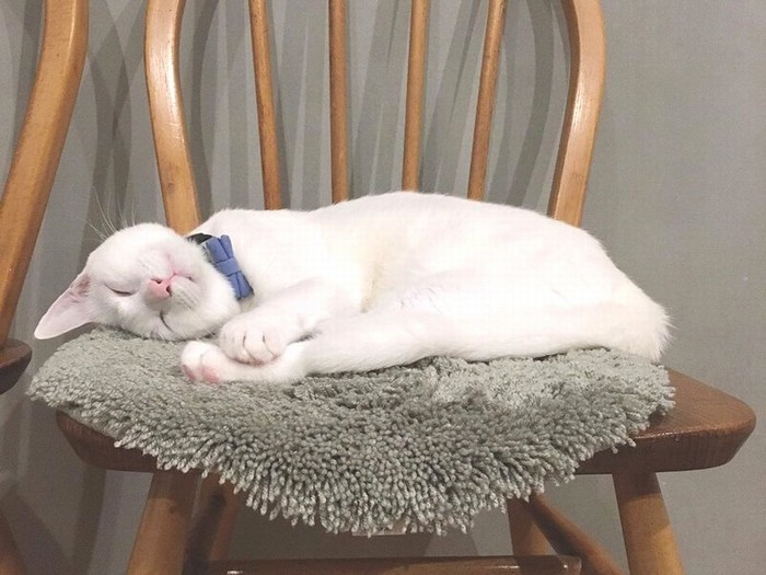 遊び疲れてぐっすり眠るシピちゃん