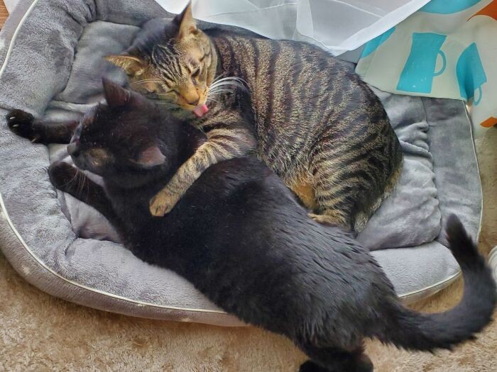 面倒見る側から見られる側に