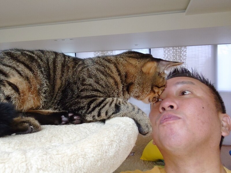 「たいがは家族のひざやおなかの上に乗る。テレビを見ながら、なでられたりするのも好き」(たい平さん提供)