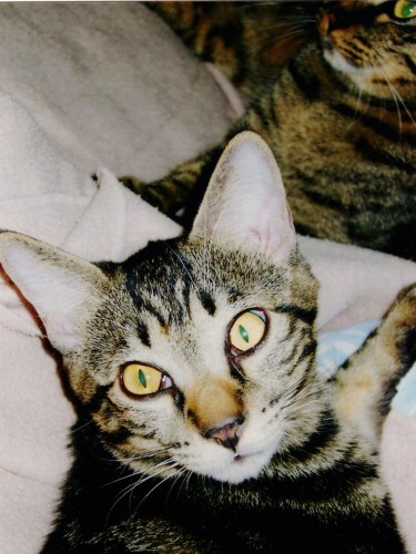 アップ!後ろはプリン