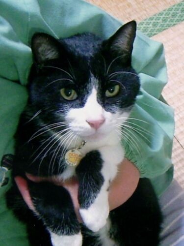 昨年、日本動物愛護協会から長寿を表彰されました(佐藤さん提供)