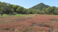 アッケシソウが自生地で赤く色づく 海岸沿いの限られた湿地に生える希少な植物 岡山・浅口市