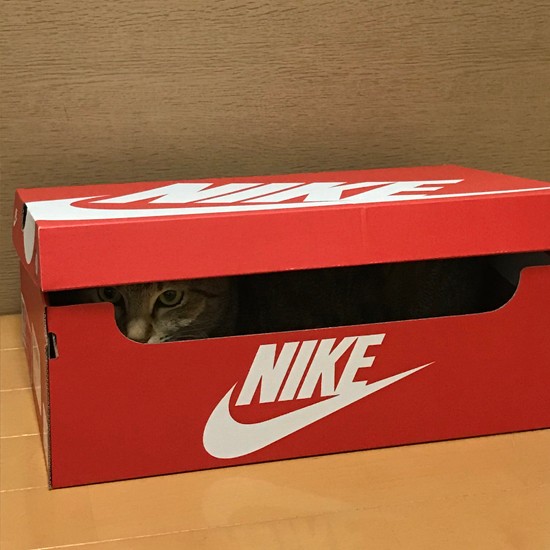 靴の外箱にこっそり