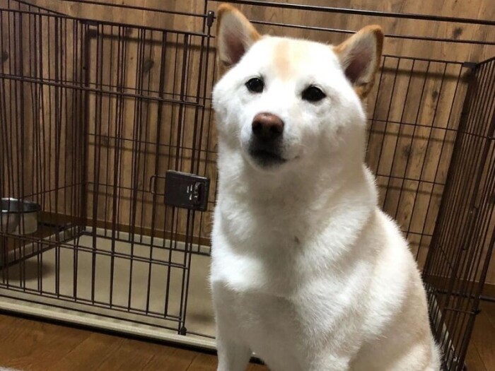 ちくわ