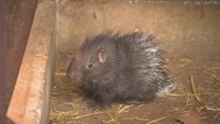 ヤマアラシの赤ちゃん誕生 池田動物園で初 岡山市