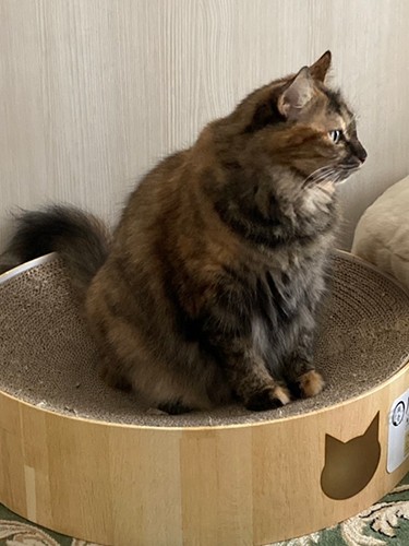 こちらも、ただ爪研ぎしているだけなのに、美しすぎる横顔(野口さん提供)