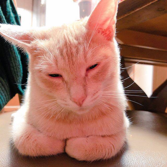 香箱座りでおねむのロイ王子